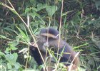 2006-07-28-GOLDEN MONKEY TREK-IMG 1939